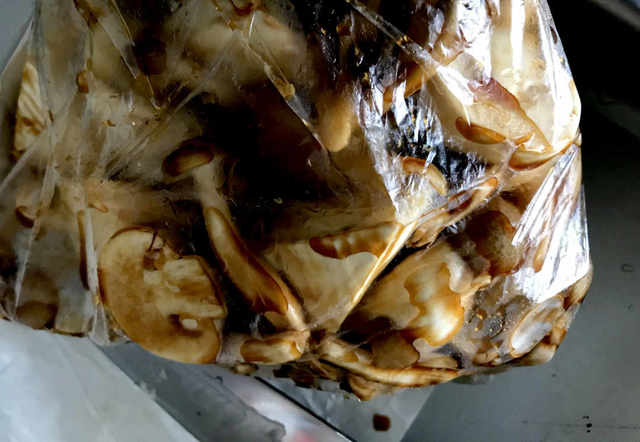 Photo by 青山金魚