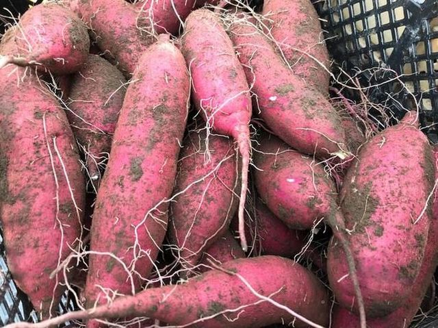 Photo by 株式会社南国CBF